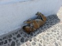Dog asleep in Santorini